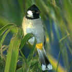 White-cheeked Bulbul - Photo copyright Don DesJardin