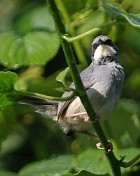 White-chinned Prinia - Photo copyright David and Nancy Massie