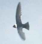 White-collared Swift - Photo copyright Allen Chartier