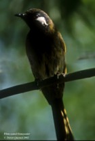 White-eared Honeyeater - Photo copyright Trevor Quested