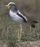 White-headed Lapwing - Photo copyright Nigel Blake