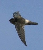 White-rumped Swiftlet - Photo copyright Hideo Tani