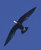 White-throated Needletail - Photo copyright Chris Chafer