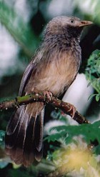 Yellow-billed Babbler - Photo copyright Theodoulos Poullis