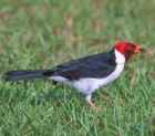 Yellow-billed Cardinal - Photo copyright Peter LaTourrette