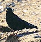 Yellow-billed Chough - Photo copyright Sujan Chatterjee
