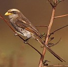 Yellow-billed Shrike - Photo copyright Gerard Mornie