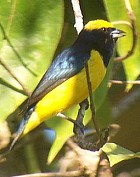 Yellow-crowned Euphonia - Photo copyright Richard Garrigues