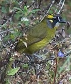 Yellow-eared Bulbul - Photo copyright Wim van der Schot