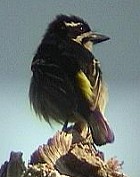 Yellow-rumped Tinkerbird - Photo copyright Teus Luijendijk