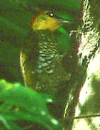 Yellow-throated Woodpecker - Photo copyright Arthur Grosset