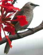 Yellow-vented Bulbul - Photo copyright Laurence Poh