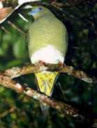 Yellow-vented Pigeon - Photo copyright Christian Artuso