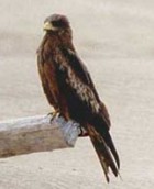 Yellow-billed Kite - Photo copyright Peter Dollinger