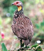 Yellow-necked Spurfowl - Photo copyright Nick Lowton