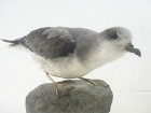 Zino's Petrel - Photo copyright Cursorius