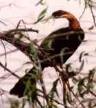 African Darter - Photo copyright Marcus Martin