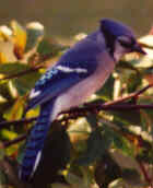 Blue Jay - Photo by Michael Myers