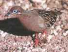 Galapagos Dove - Photo copyright Marcus Martin