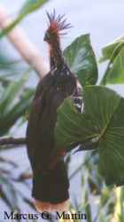 Hoatzin or Canje Pheasant - Guyana National Bird - Photo copyright Marcus Martin