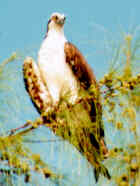 Osprey - Nova Scotia Provincial Bird - Photo by Marcus Martin
