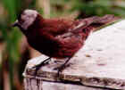 Rosy Finch - Photo by Marcus Martin